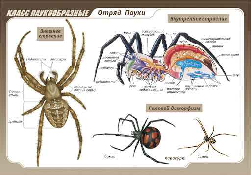 На фото описано про отряд пауков